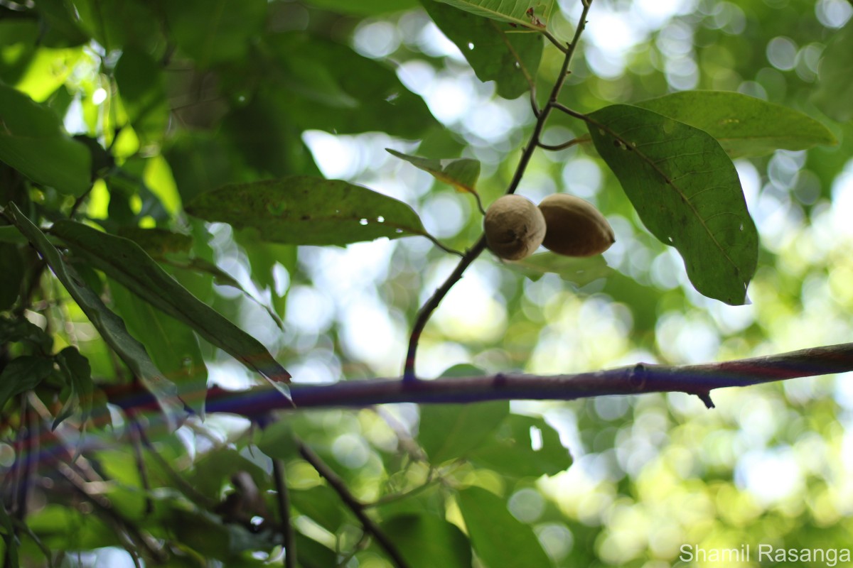 Myristica ceylanica A.DC.
